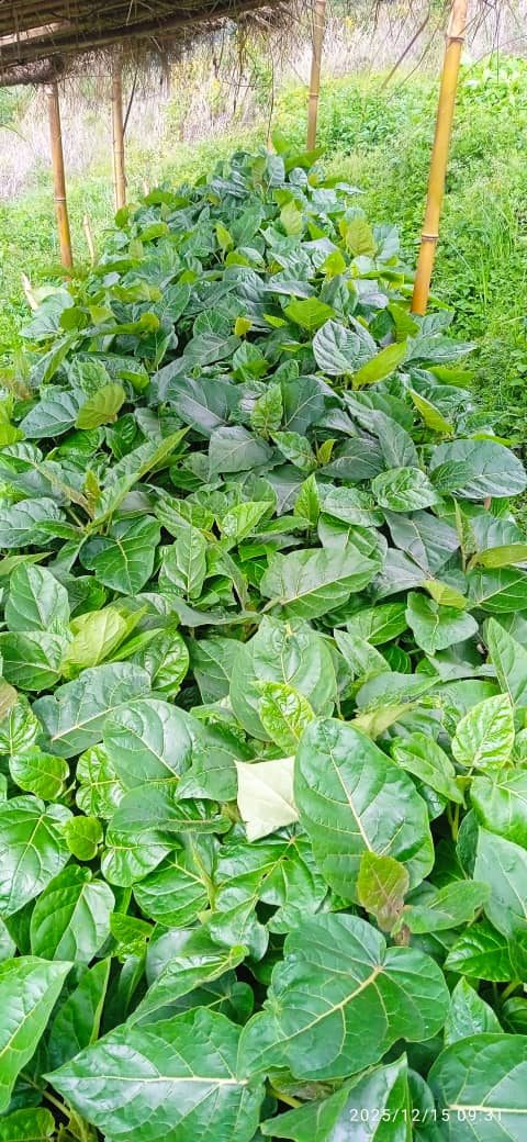 pepiniere