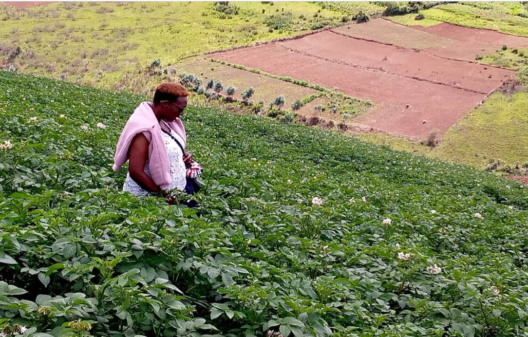 pomme de terre